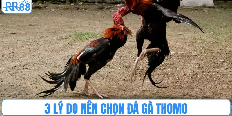 3 lý do nên chọn đá gà Thomo
