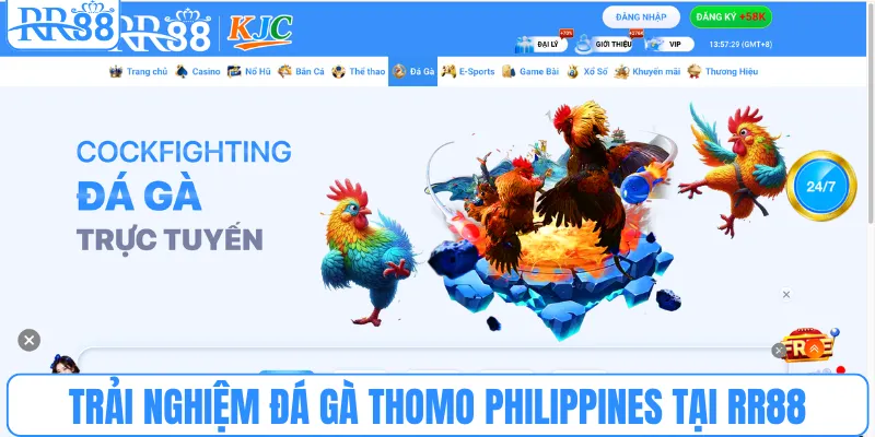 Trải nghiệm đá gà Thomo Philippines tại RR88